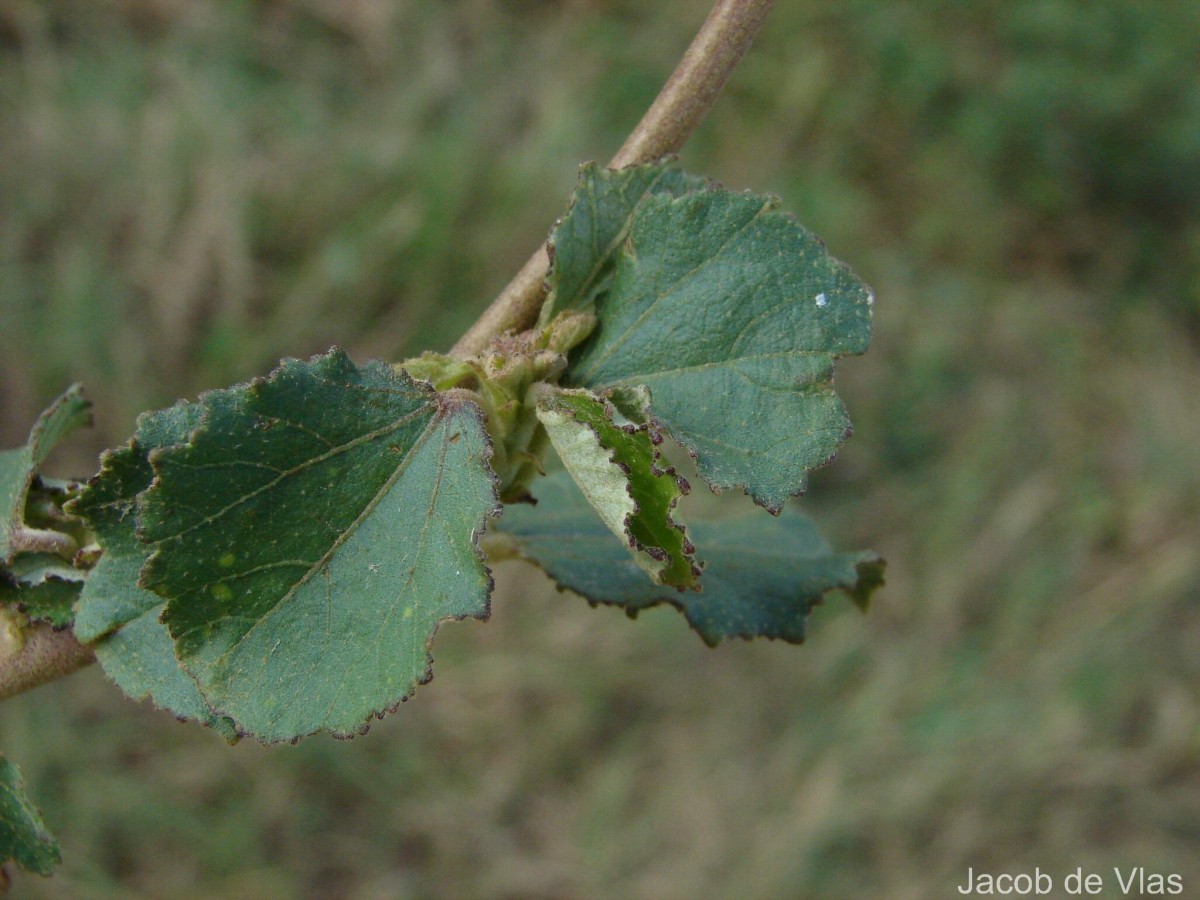 Triumfetta glabra Spreng.